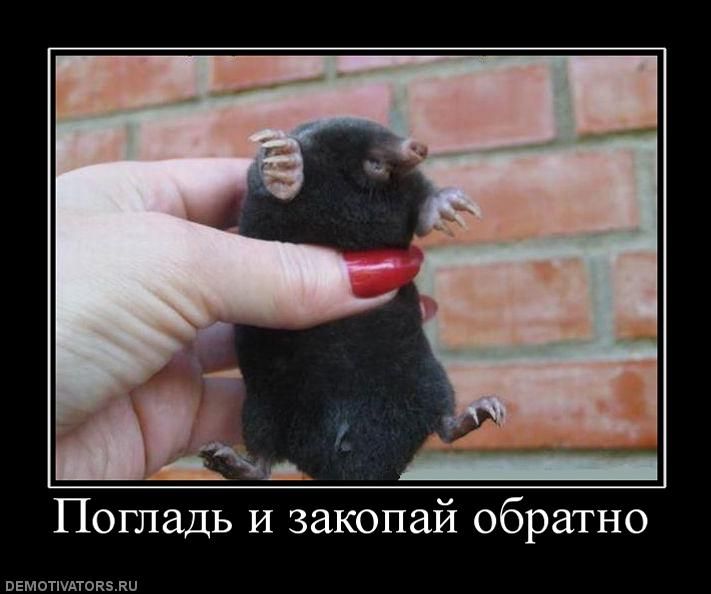 Файл:Крот.jpg