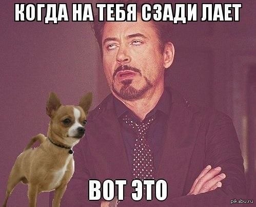 Файл:Шавка-1.jpg