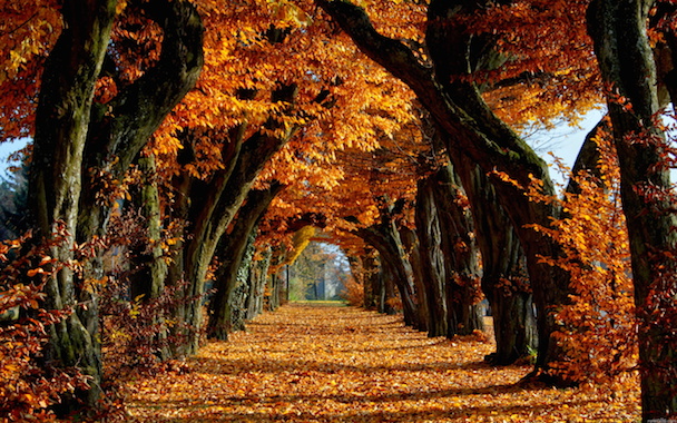 Файл:Fall-autumn-trees.jpg