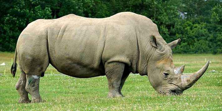 Файл:Rhino.jpg
