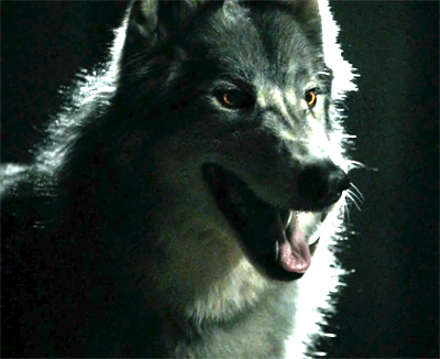 Файл:VampireDiaries-Werewolf.png