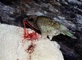 Миниатюра для версии от 20:40, 2 мая 2023