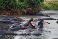 100500hippos.jpg