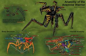 Anatomy of the Arachnid Warrior.jpg