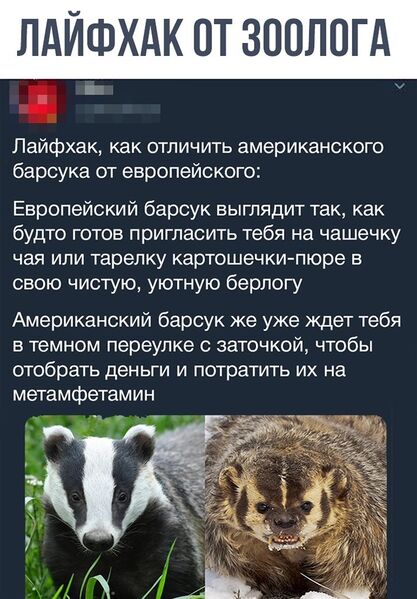 Файл:BadgerDifference.jpg