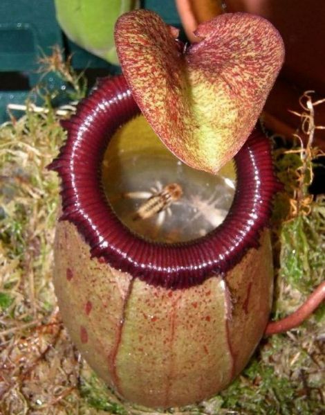 Файл:Carnivorous plant.jpg