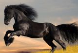 Cool Horse.jpg