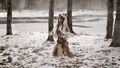 Disciples 2 Косплей шаманки от Марии Рыжей 5.jpeg