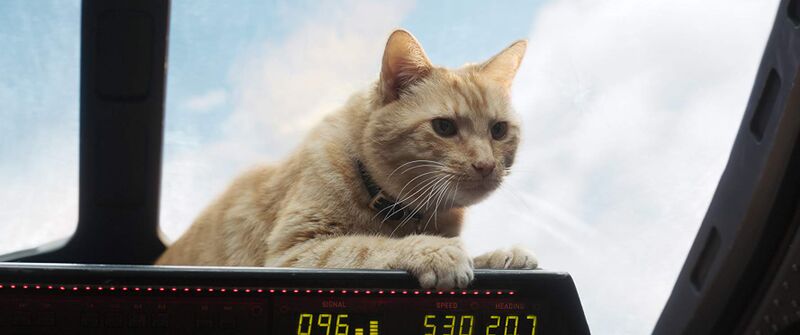 Файл:GooseCat.jpg