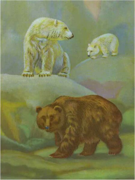 Файл:Medvedi.jpg